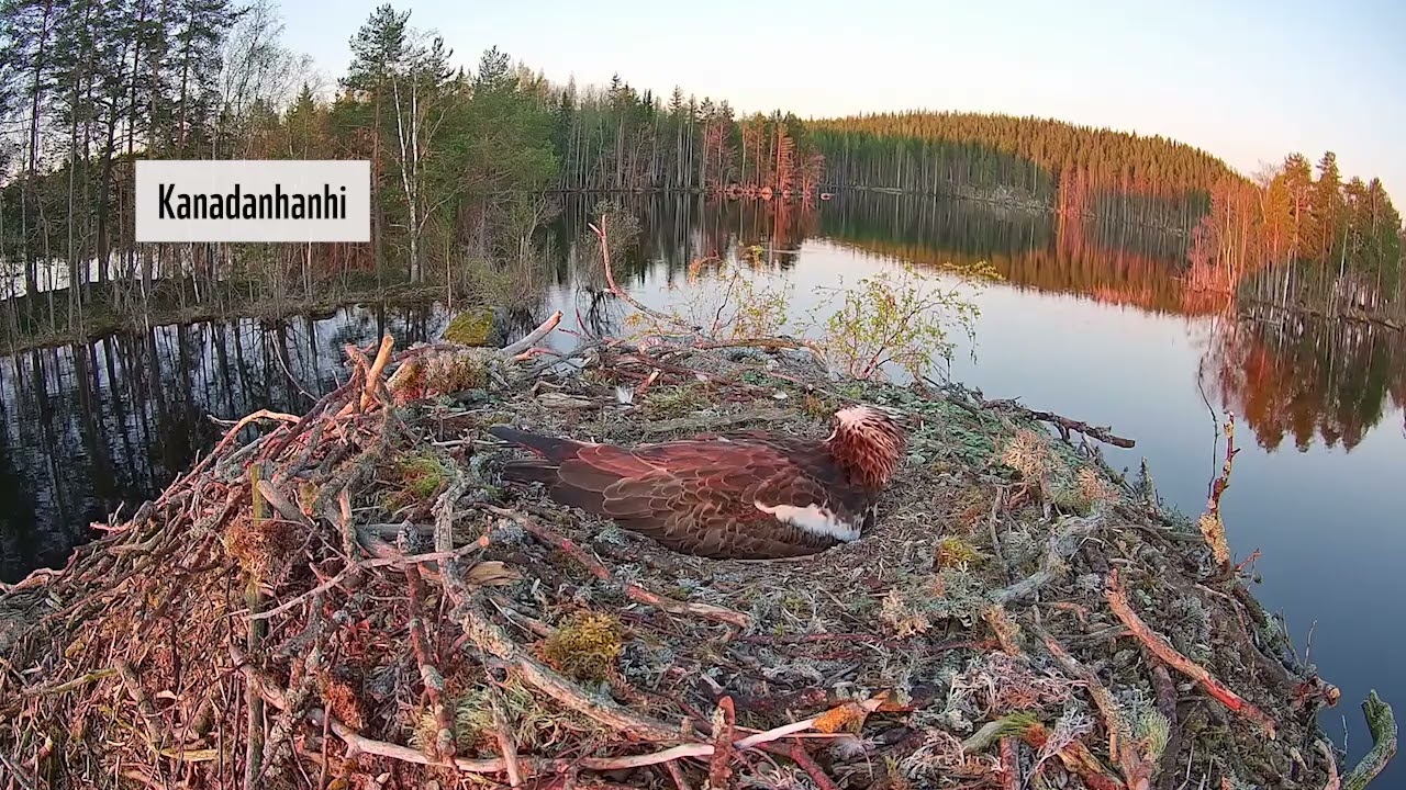 WWF:n Luontoliven sääksikameran vierailevat solistit