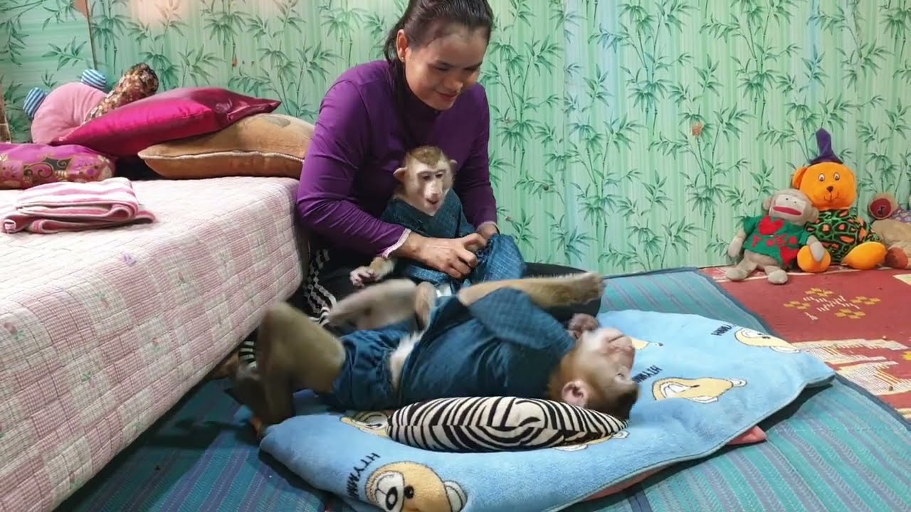 Lovely family monkey Koko and Yoko, Mom so well care adorable both