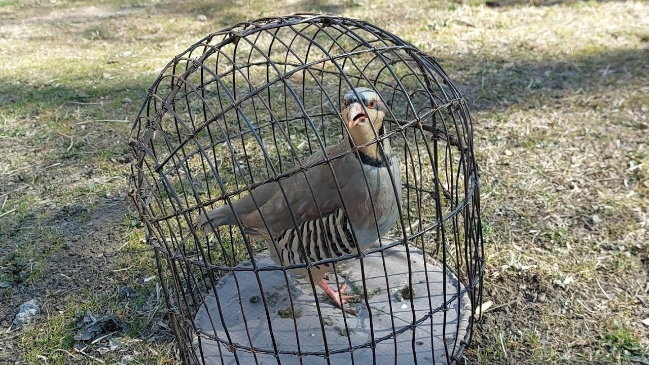 Овози модкабк  Садои модкабки шикори  Мастак  Кабки мода Кабк Кабк Keklik که و Partridge Chukar