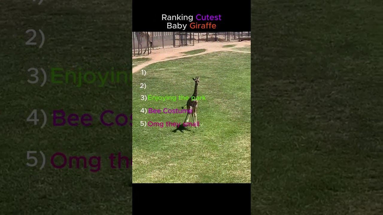 Рейтинг привлекательности жирафов