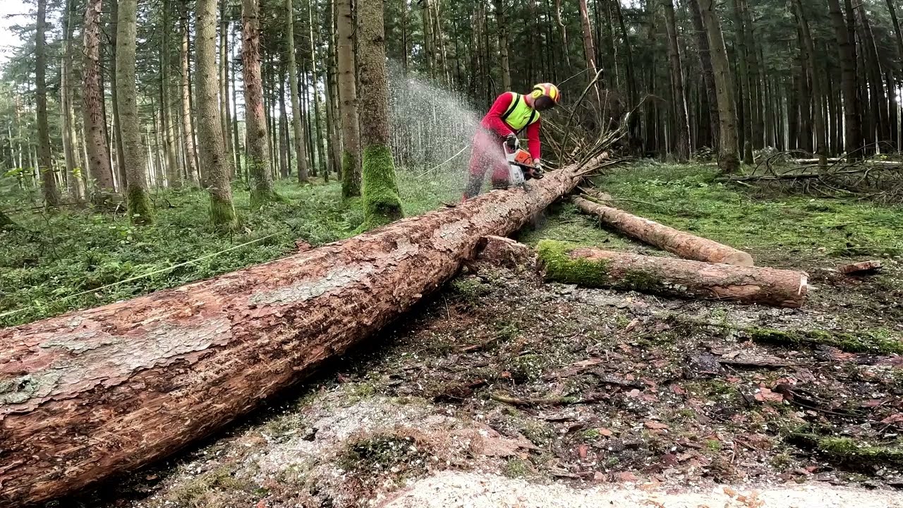 Käferbäume im Lachforst