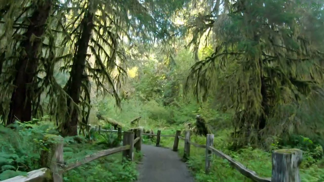 Uplifting Hike in a Rainforest: Hoh, Olympic National Park - 4K