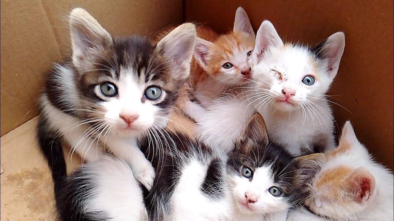 Poor kittens is very weak because the mother cat was not fed well