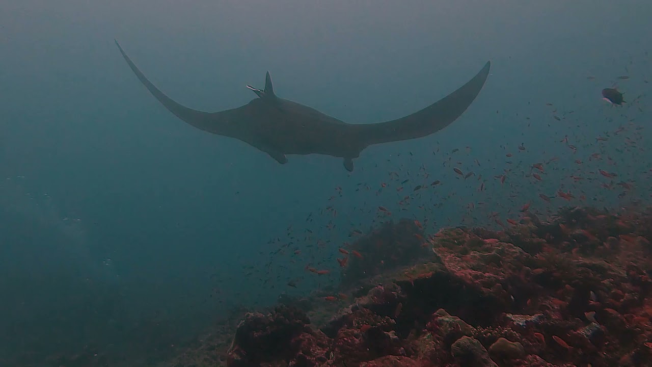 Diving in Laamu Atoll