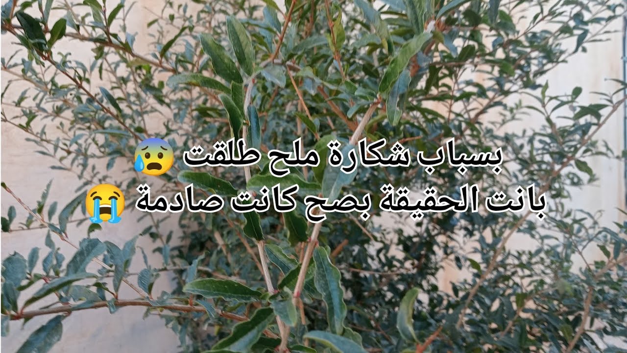 بسباب شكارة ملح طلقت 😰بانت الحقيقة بصح كانت صادمة 😭