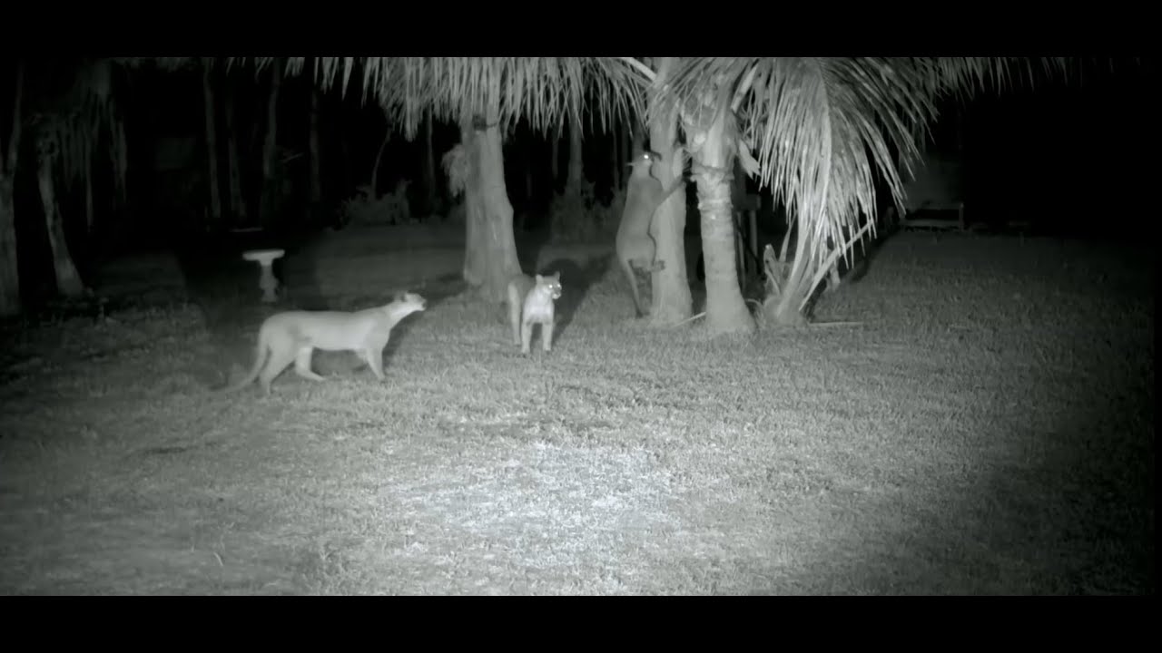 Panther Family Group Discovers My Backyard! (4)