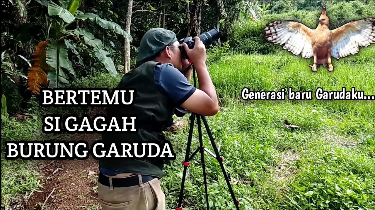 BERTEMU GARUDA DI KEHIDUPAN NYATA,TERBANG BEGITU GAGAH #VIRAL #youtube #trending #tv #burung #elang 