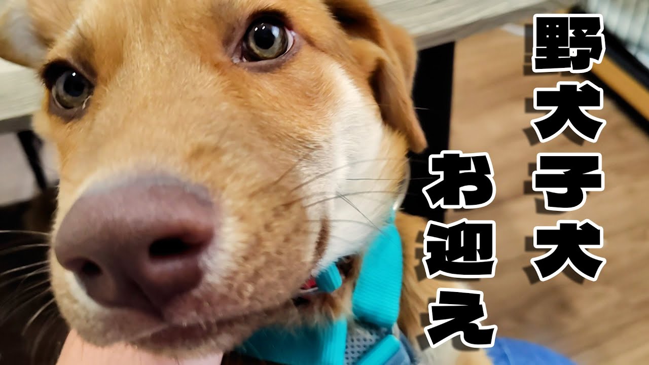 【野犬保護犬】子犬をお迎えしました