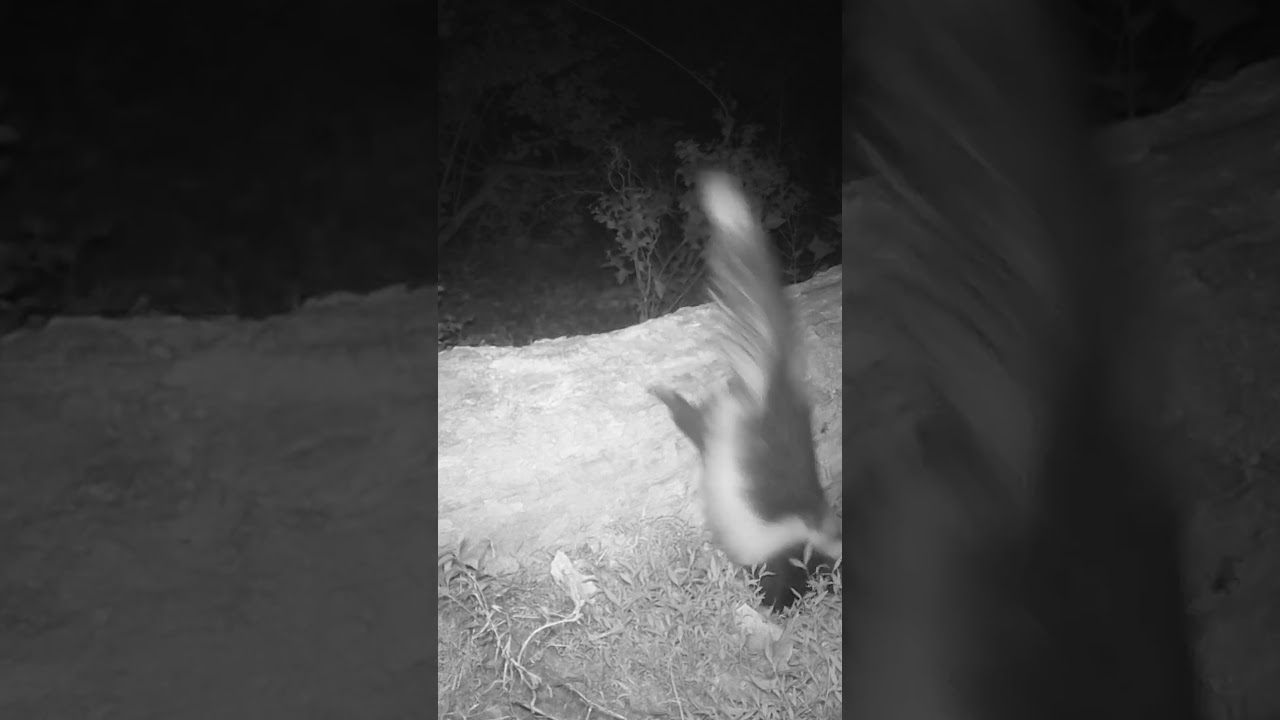 Huge Skunk! #urbanwildlife #trentonnj #skunks #shorts