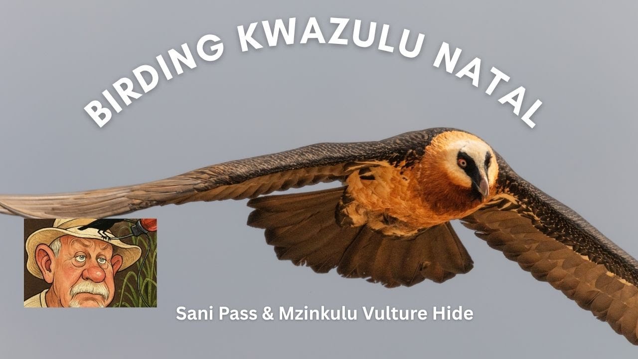 BIRDING IN KWAZULU NATAL. SANI PASS AND UNDERBERG