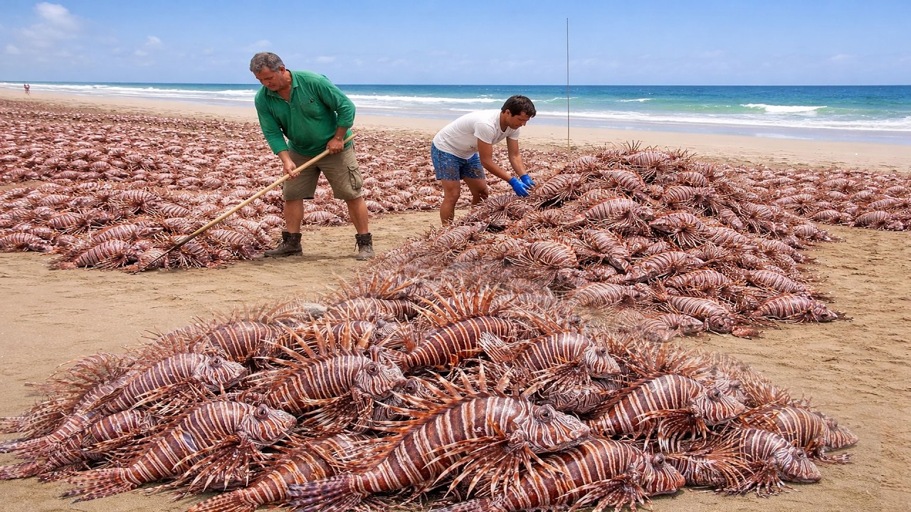 Um Homem Da Flórida Soltou Seu Peixe De Estimação No Mar — Anos Depois, Algo Terrível Aconteceu