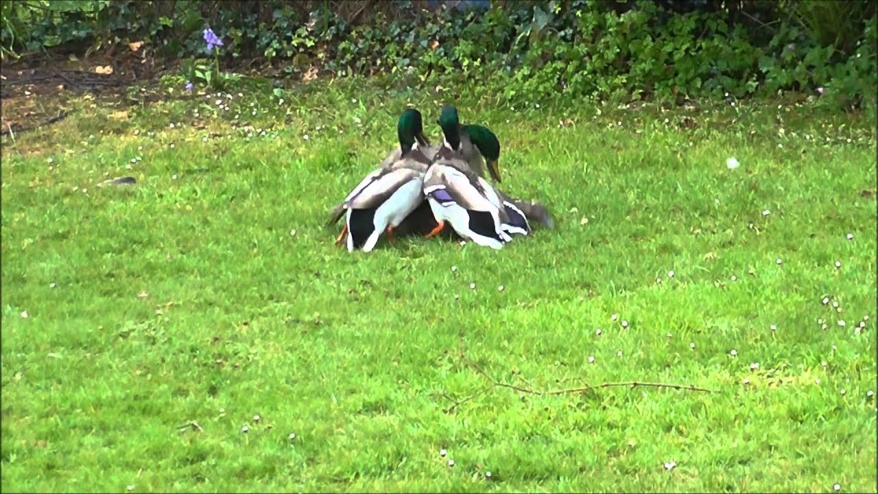 Mallard Ducks fighting to mate with female