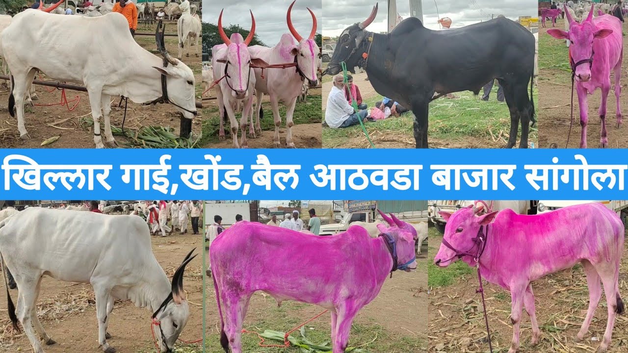 खिल्लार गाई,खोंड,बैल आठवडा बाजार सांगोला / Khillar Cow,Bull weekely market Sangola / चालू बाजारभाव