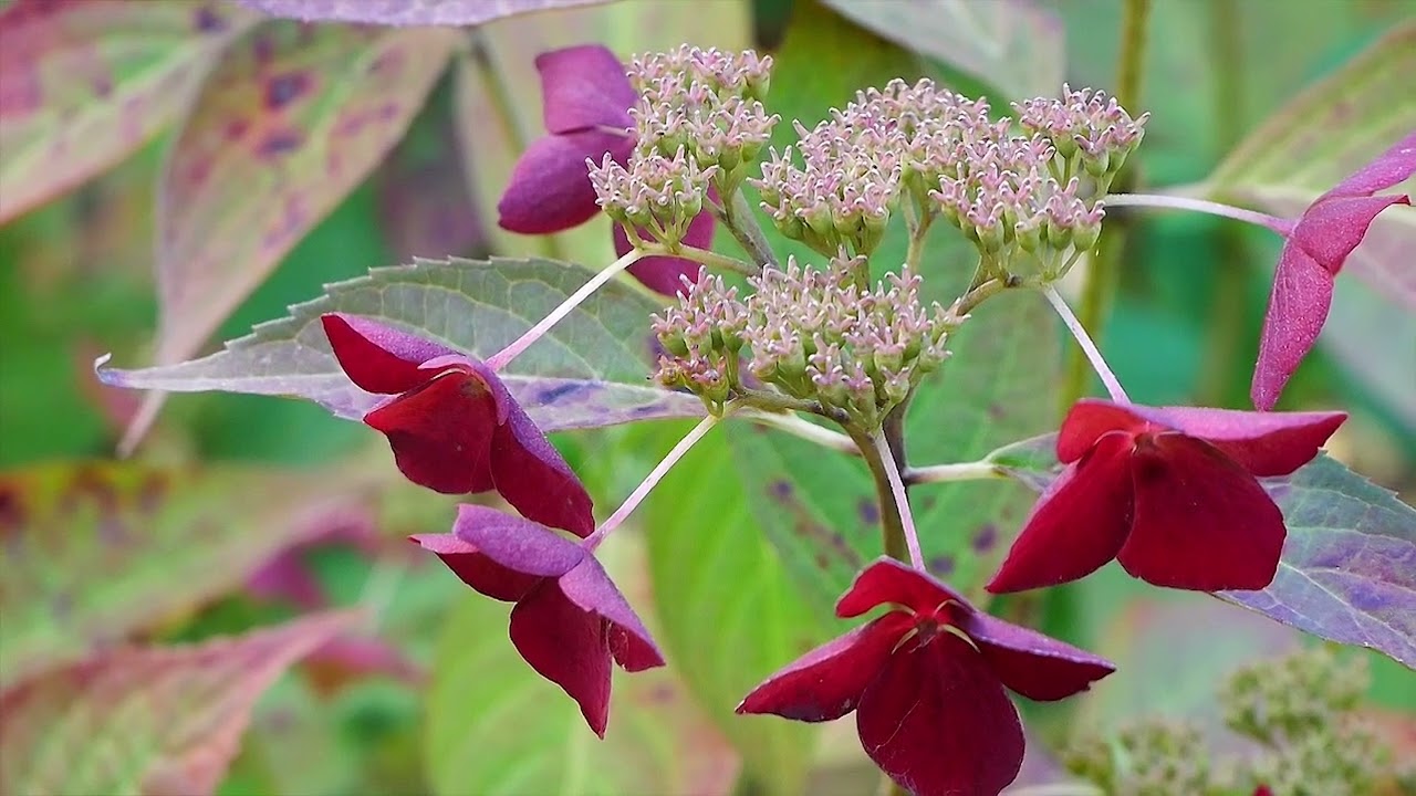 JARDIN DU GRAND CHARME AUTOMNE 2025