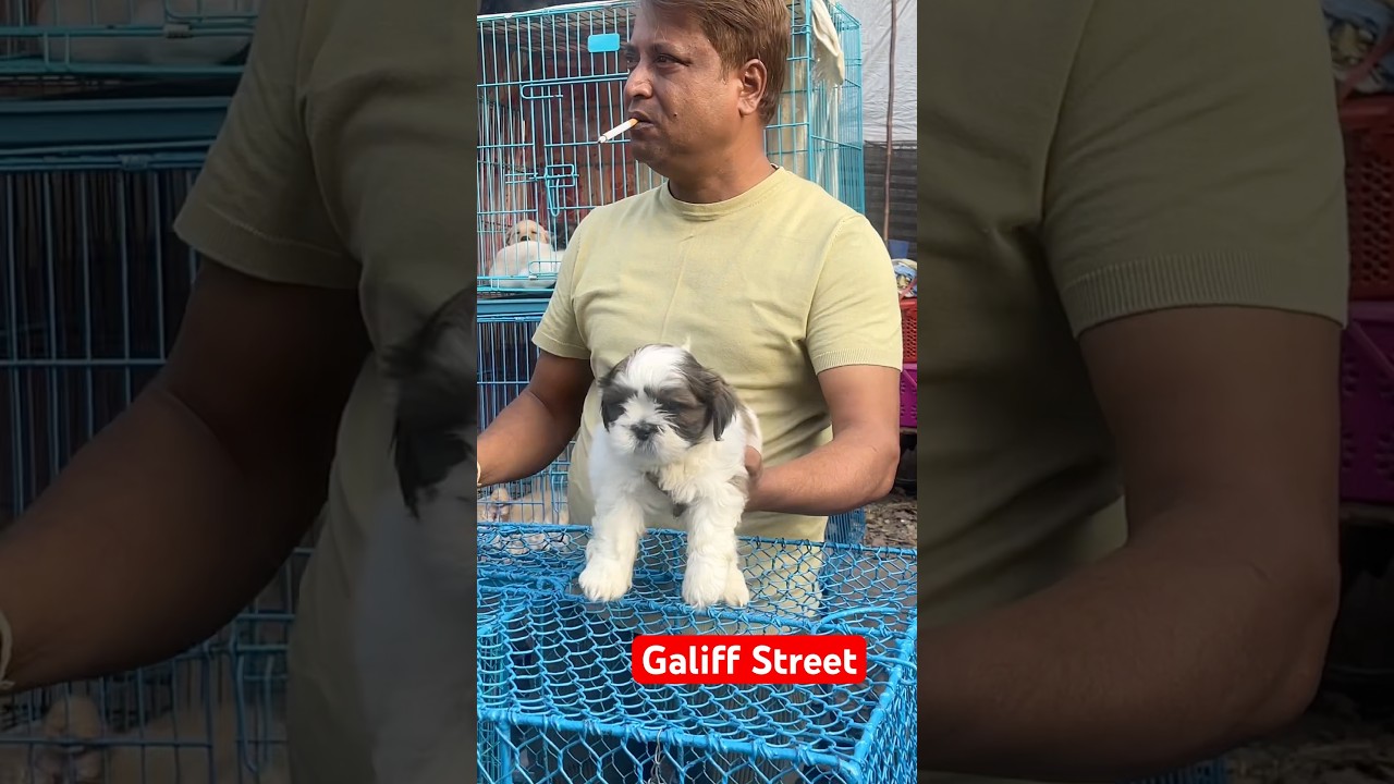 galiff street pet market | dog market Kolkata #shroud #dog #petmarket #galiffstreet
