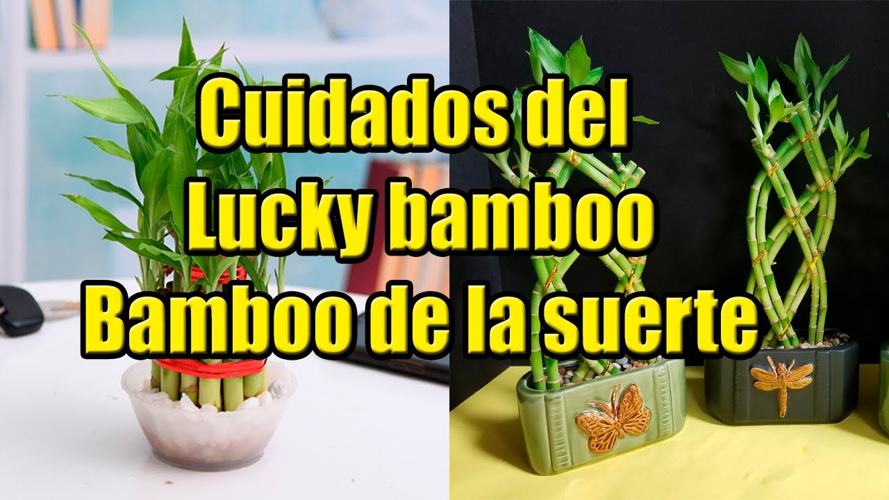 Cuidado y trasplante de Bamboo de la suerte (Lucky bamboo)