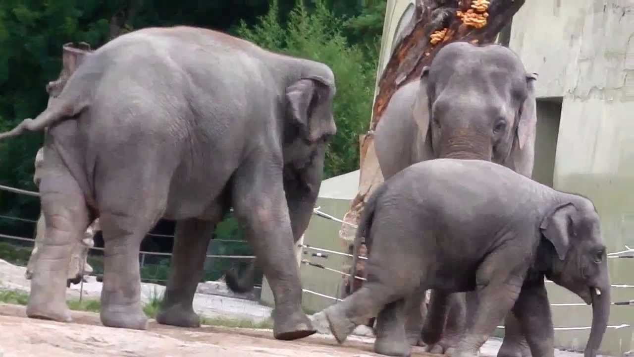 ELEPHANT POWER - Little Elephant Ludwig and his aunt Mangala - Amurtiger Jegor