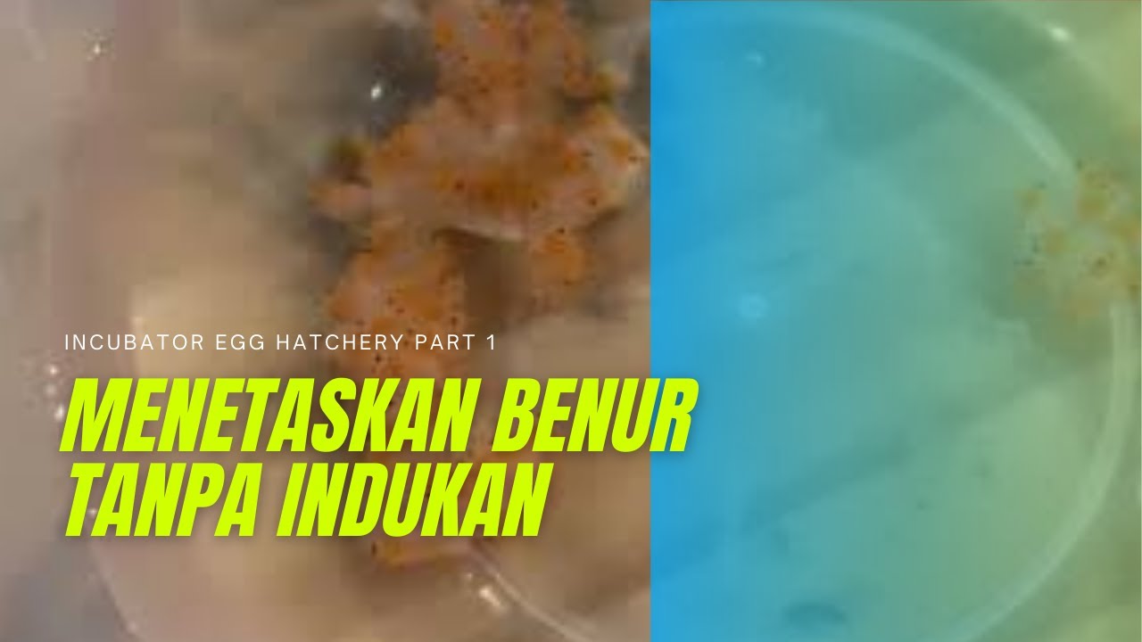 Cara Menyelamatkan Indukan Bertelur Yang Mati Tapi Bibit Hidup || Inkubator Egg Hatchery part 1