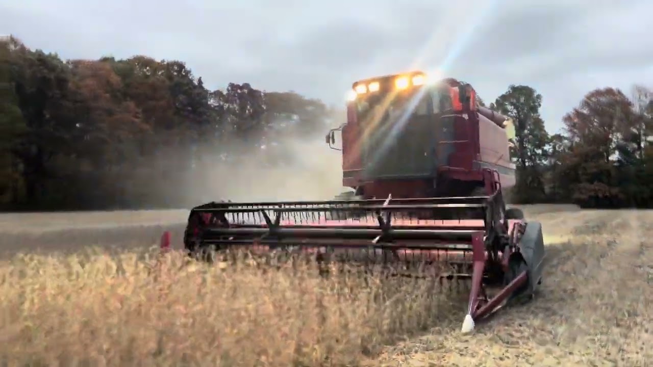 Case IH 1640 Combining Soybeans 2023