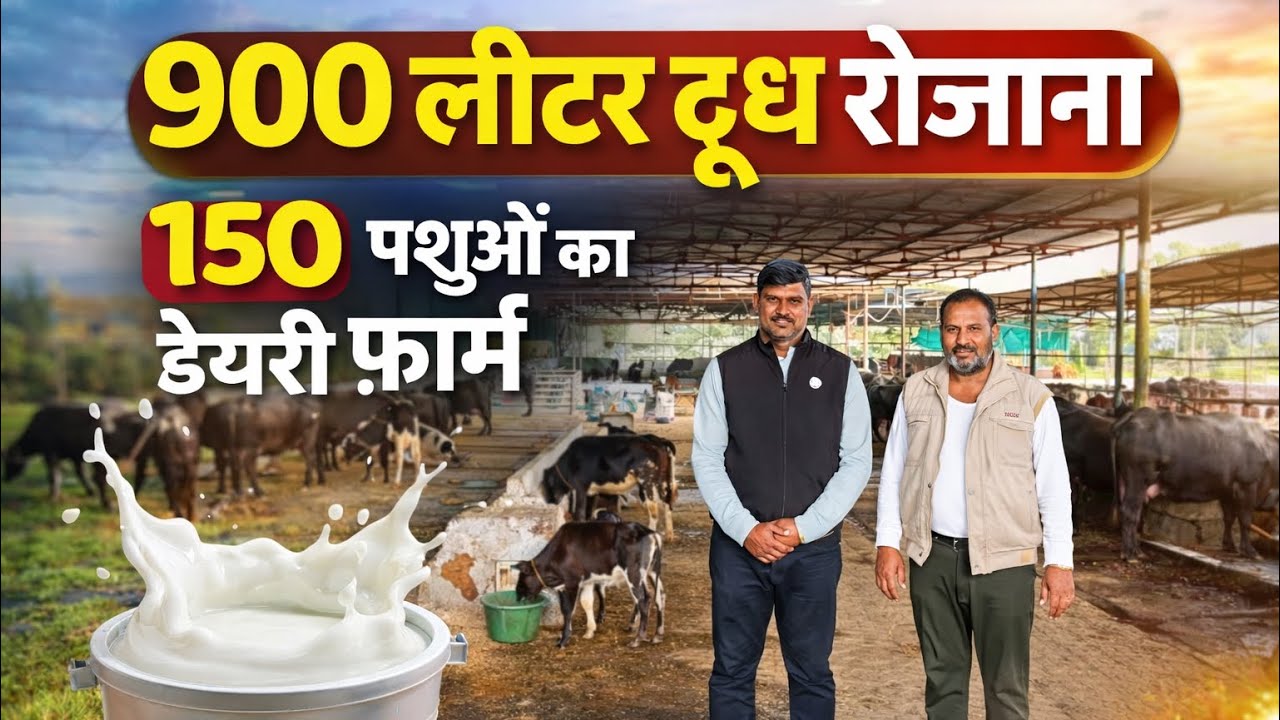 900 लीटर दूध रोजाना | 150 पशुओं का शानदार डेयरी फ़ार्म | The Indian Dairy 