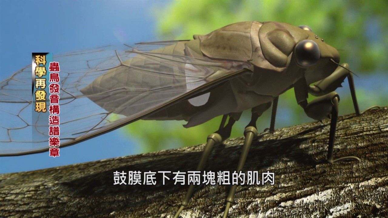 科學再發現 鳴唱昆蟲－民視新聞