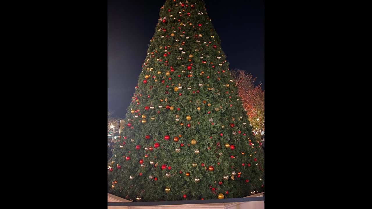 CHRISTMAS TREE LIGHTING | AN EVENING OF FUN