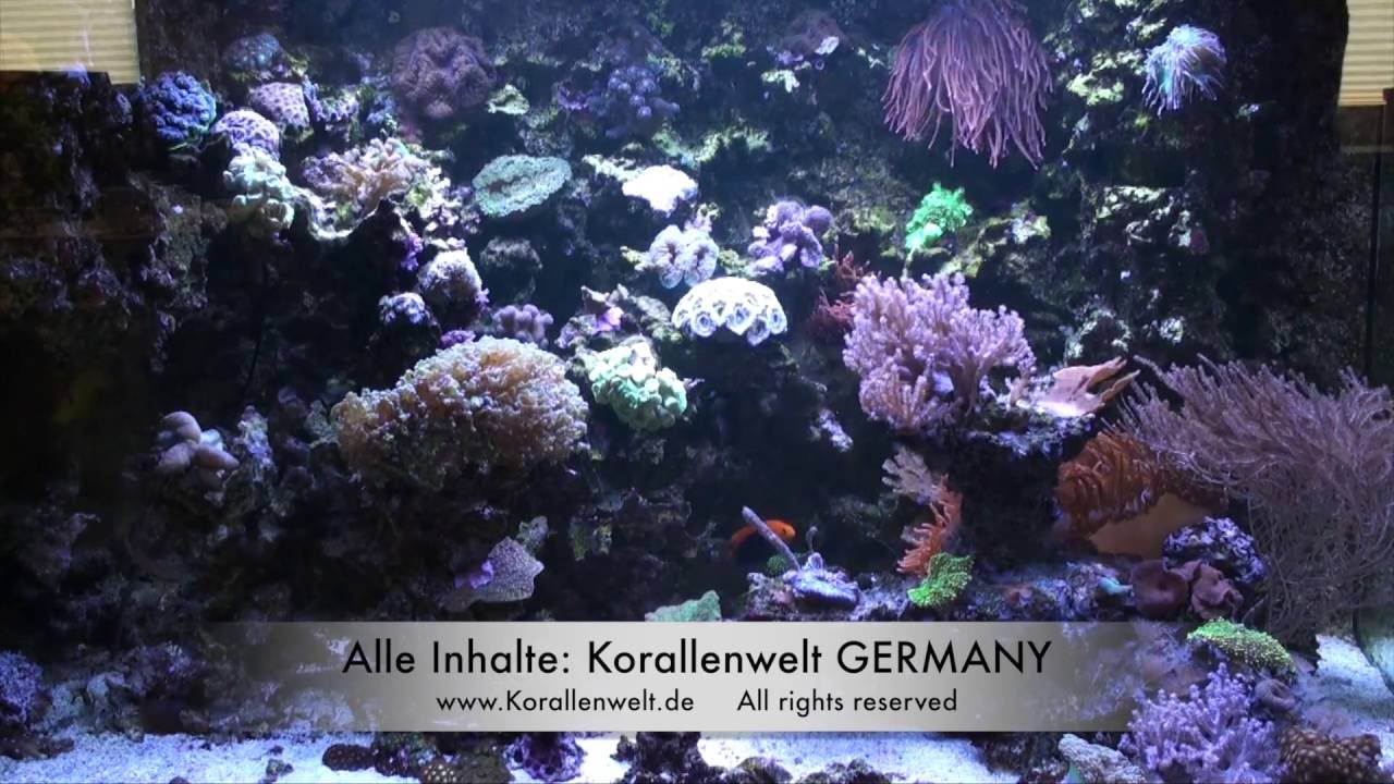 A Perfect German Reef Aquarium 5 - part 1