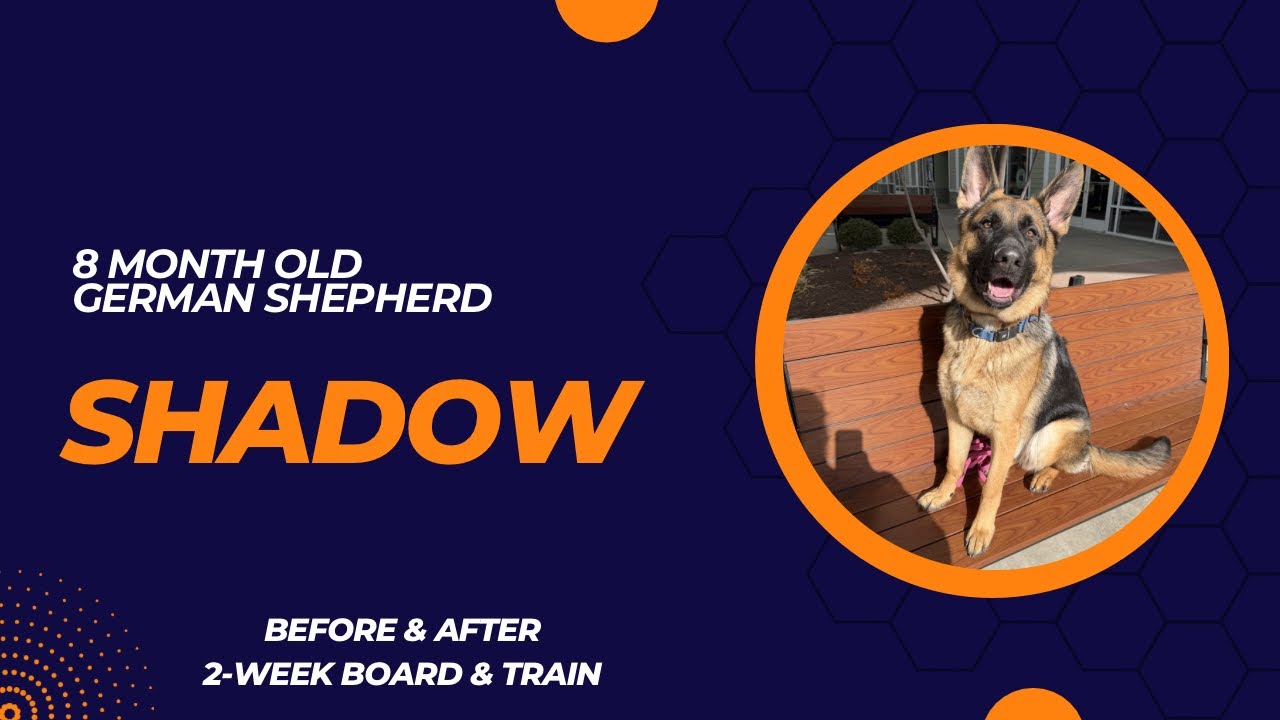 Shadow - 8 month old German Shepherd | 2-Week Board and Train | Pittsburgh 