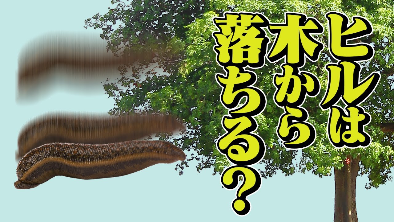 ヒルは木から落ちる？ 小学生が俗説を打破した物語#98