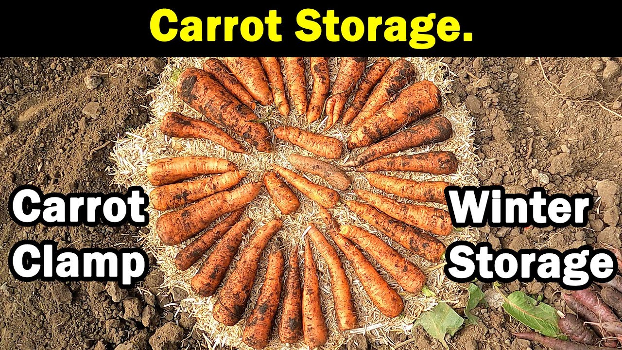 Carrot Clamp | Root Clamp | Winter Storage | Green Side Up