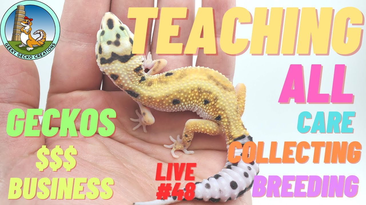 TEACHING about GECKOS | care | collecting | breeding | & business | LIVE #48
