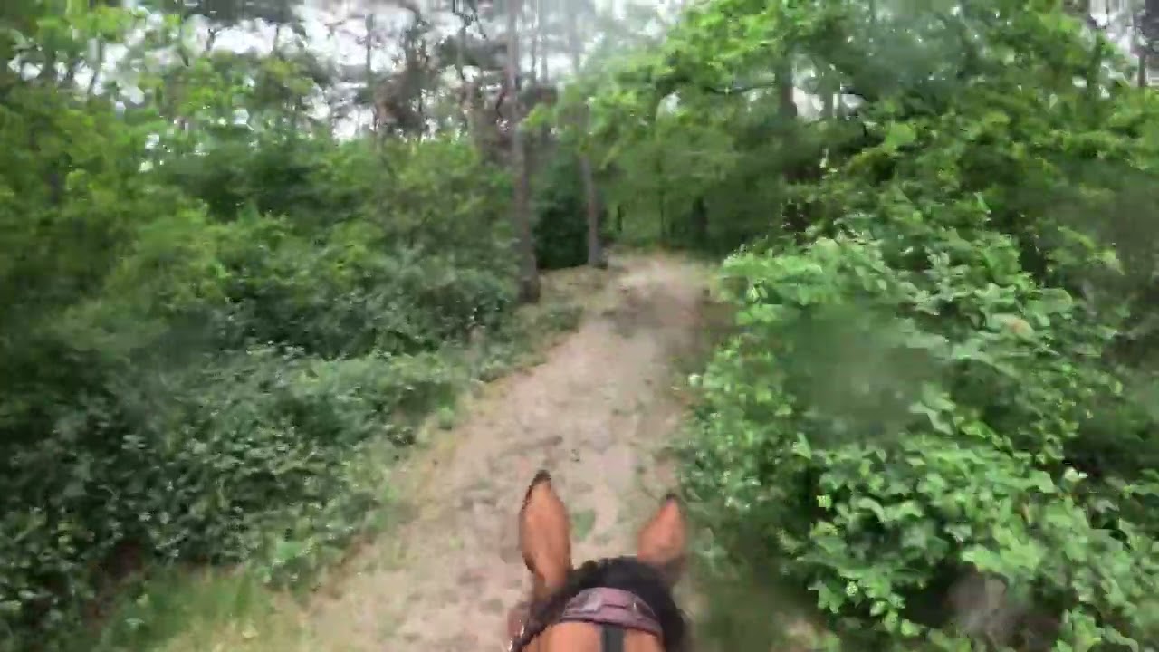 gopro SGW Kronenberg 4-5-2025 Klasse L paarden