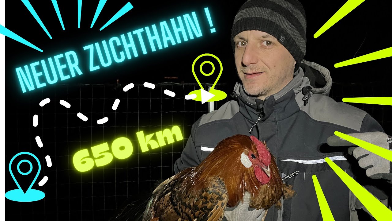 Neuer Hahn für unsere Hennen - Zuchtstamm