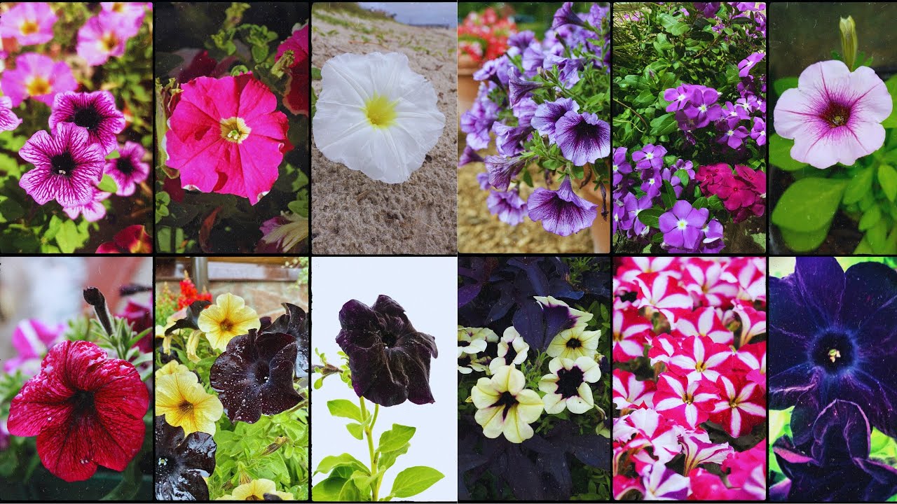PETUNIA VARIETIES - Plants Weekly