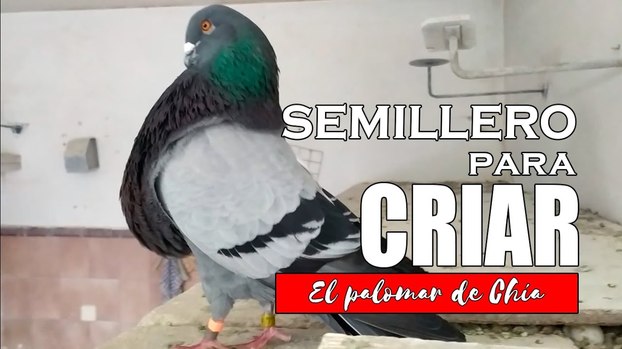 Un majestuoso ejemplar semillero para criar #palomos #culillanos #Criadordepalomos