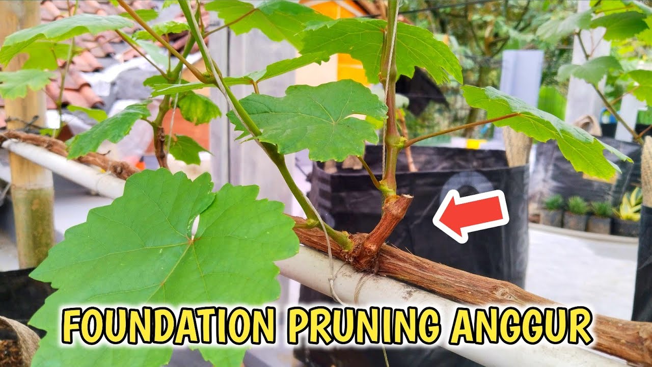 Pruning Anggur Tapi Gk mengharap Buah? Terus Apa❓