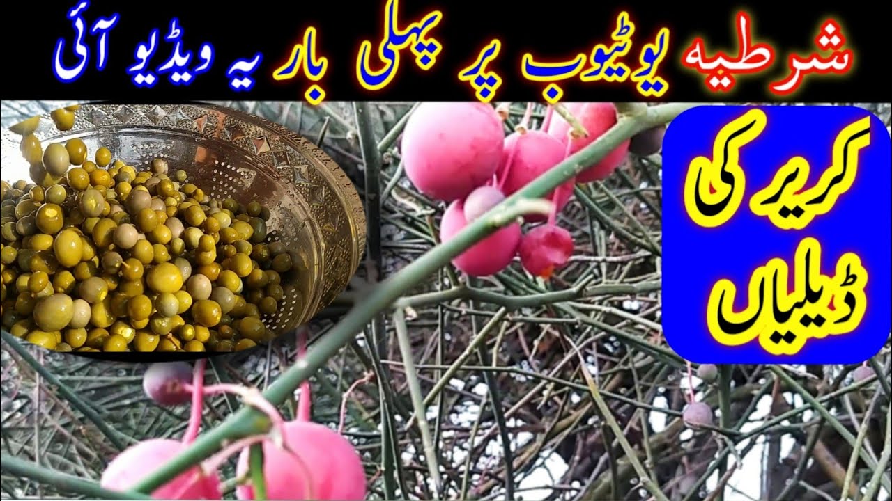 Kareer ki Delian unique vlog| کریر کا درخت اور ڈیلیاں
