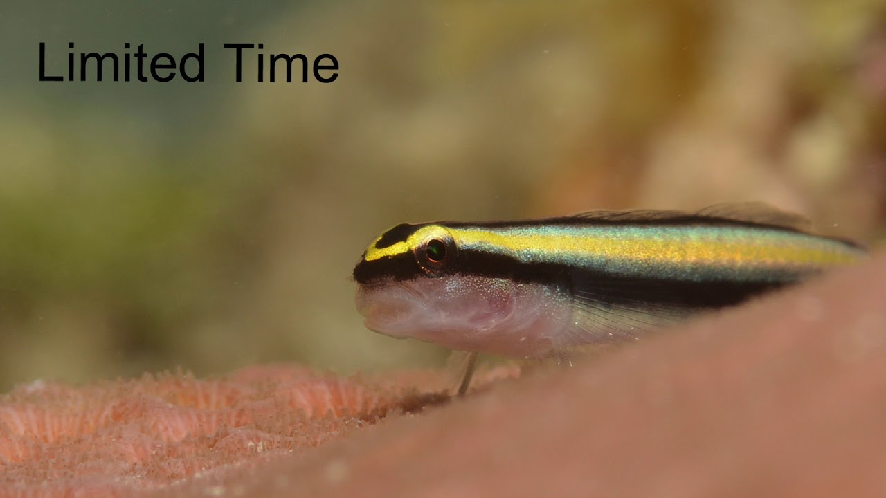 My Goals for the Aquatic Eye Underwater Photography Channel by David Heidemann