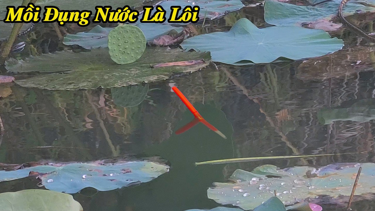 Xứ Gì Cá Rô Phi Nhiều Bạc Ngàn , Móc Trùng Thả Xuống Là Chìm Lút Phao Liền