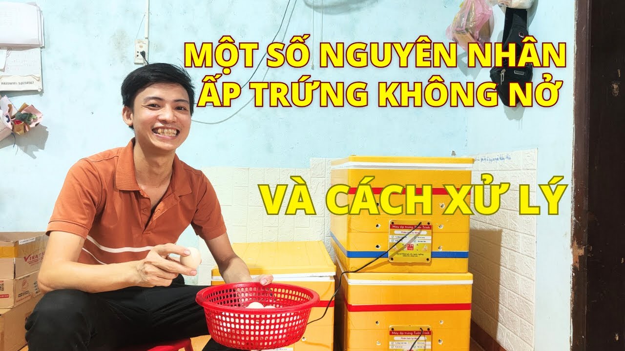 Một số nguyên nhân khiến việc ấp trứng không nở và cách xử lý