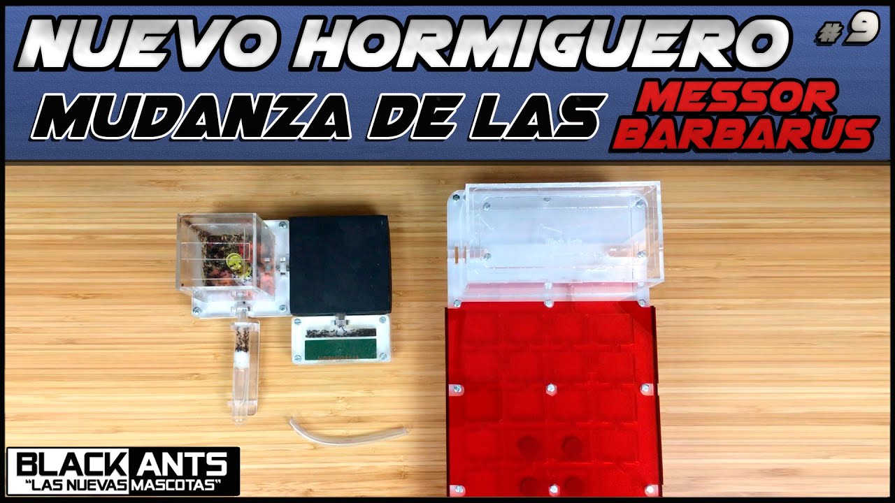 2ª MUDANZA DE LAS MESSOR BARBARUS