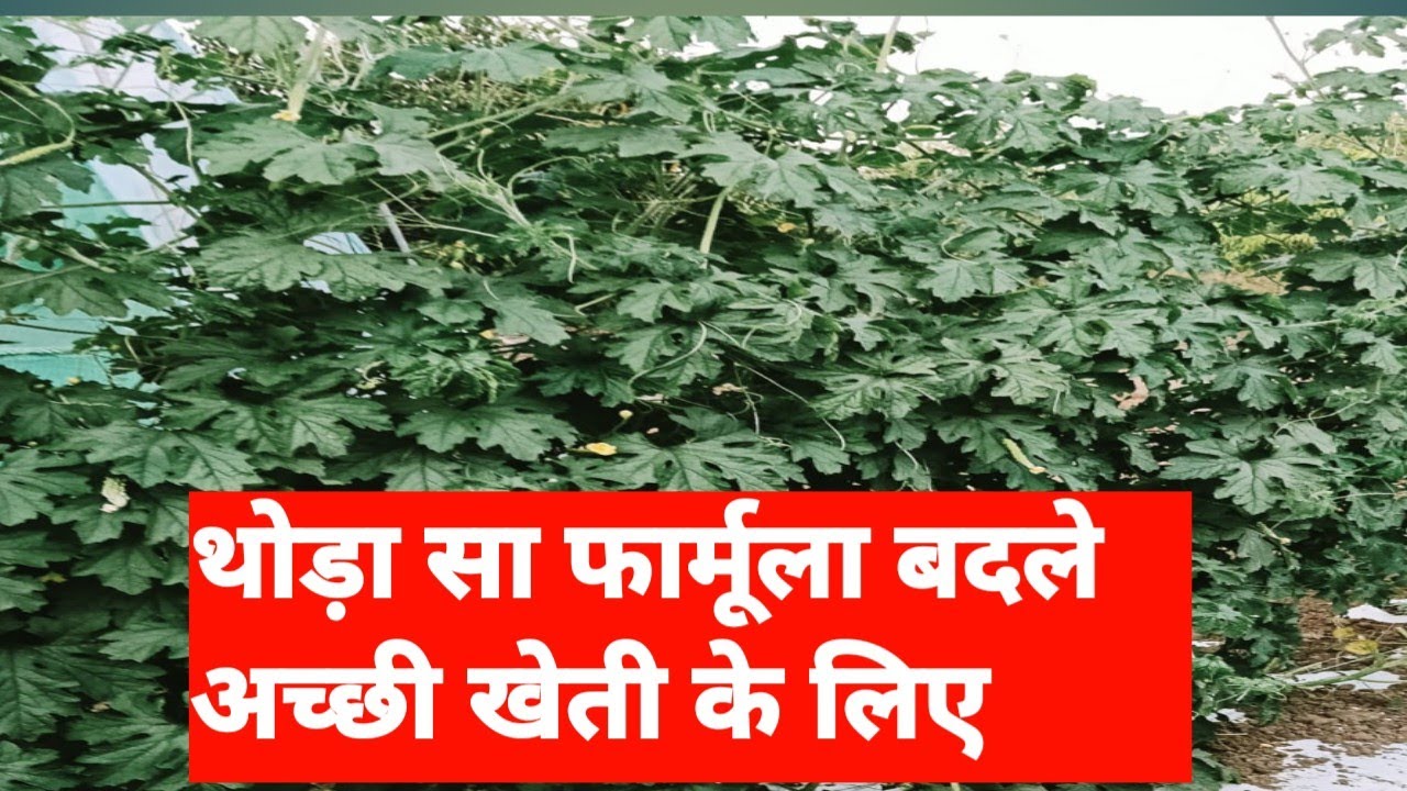 फसल ग्रोथ फॉर्मूला