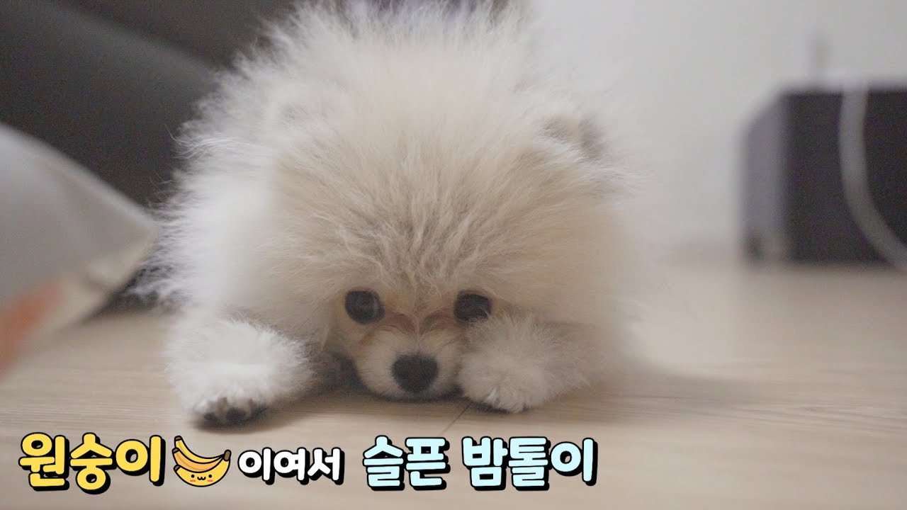 원숭이여서🙈 슬픈 포메라니안..🍌「시바견과 포메라니안」
