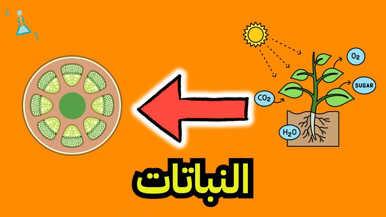 النباتات - علوم الصف الخامس الابتدائي