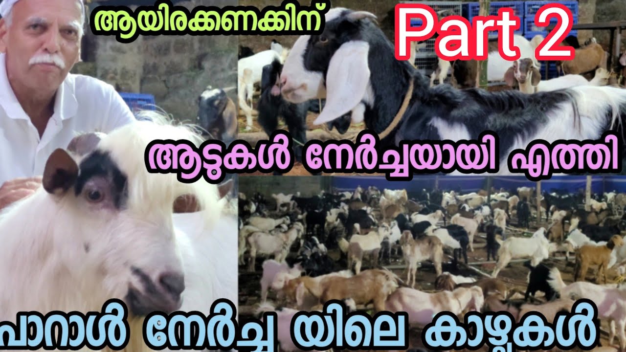 ആയിരക്കണക്കിന് ആടുകളും കോഴികളും, ഇതുപോലെ ഒരു നേർച്ച നിങ്ങൾ കണ്ടിട്ടുണ്ടോ?,പാറാൾ നേർച്ച. part 2