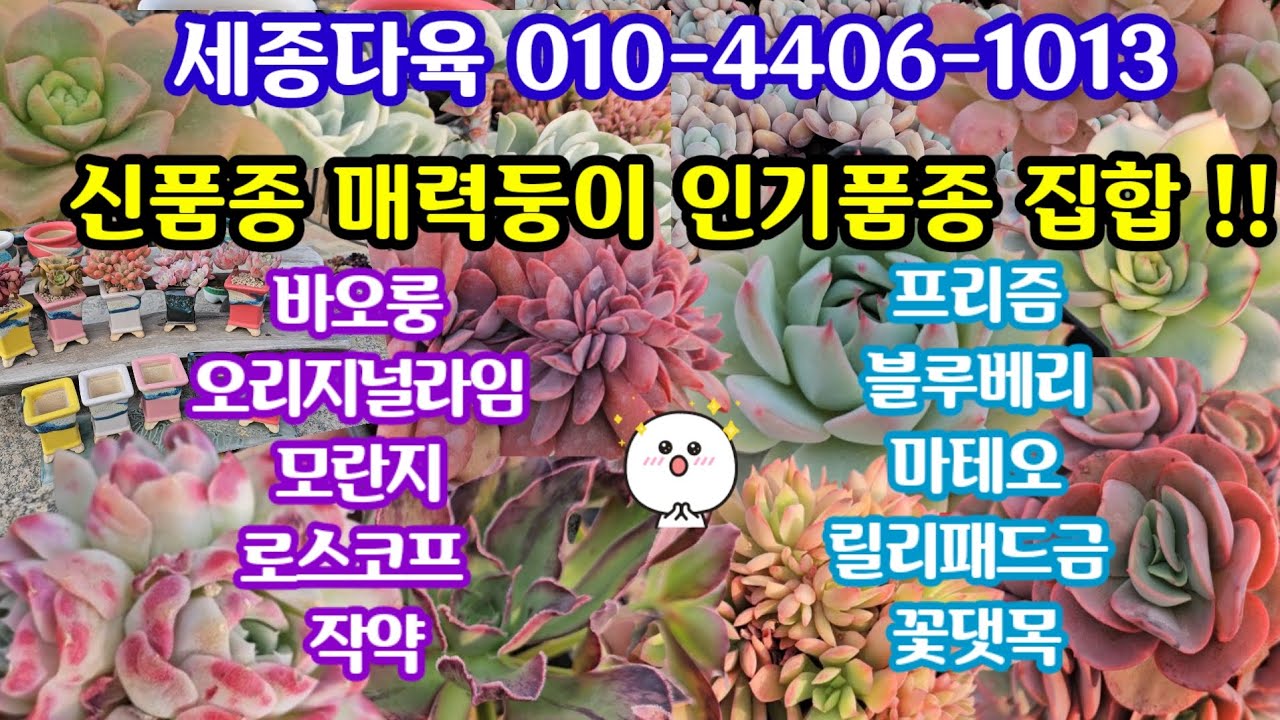 다육이 쇼핑 🛍(25.3.17)세종다육 010-4406-1013 🌸삼박한 신상에 그냥 끌리는 다육이 착하다면? 내꺼 해야죵?🤗