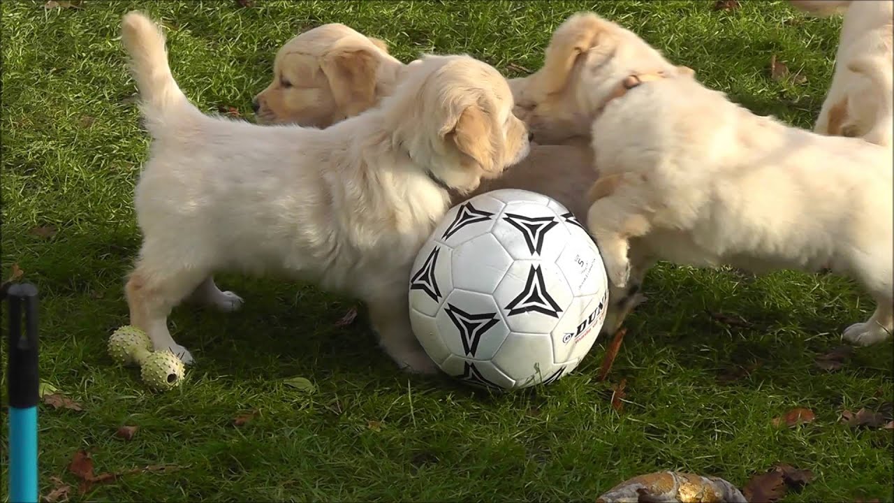 De ontdekkingreis van de Pups Silke en Cross - 6 en 7 weken  -