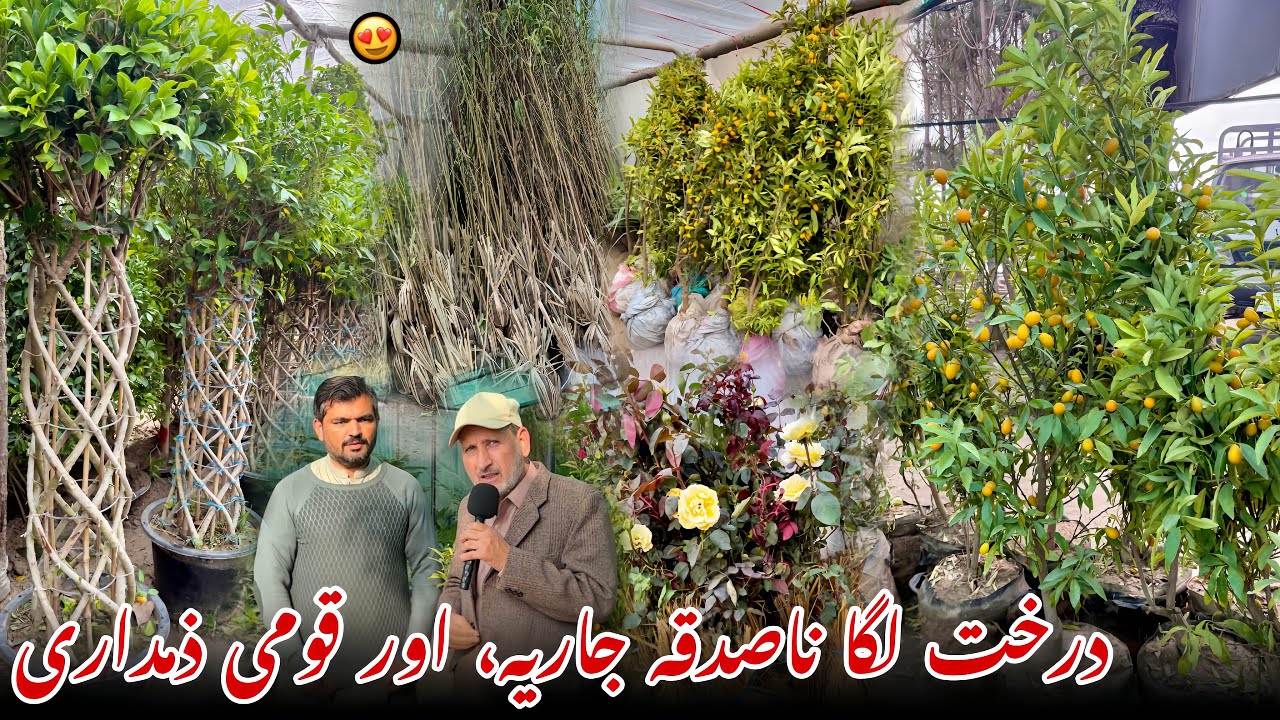 Planting trees is an act of ongoing charity and a national responsibility🌱 | Ali Hazrat Bacha