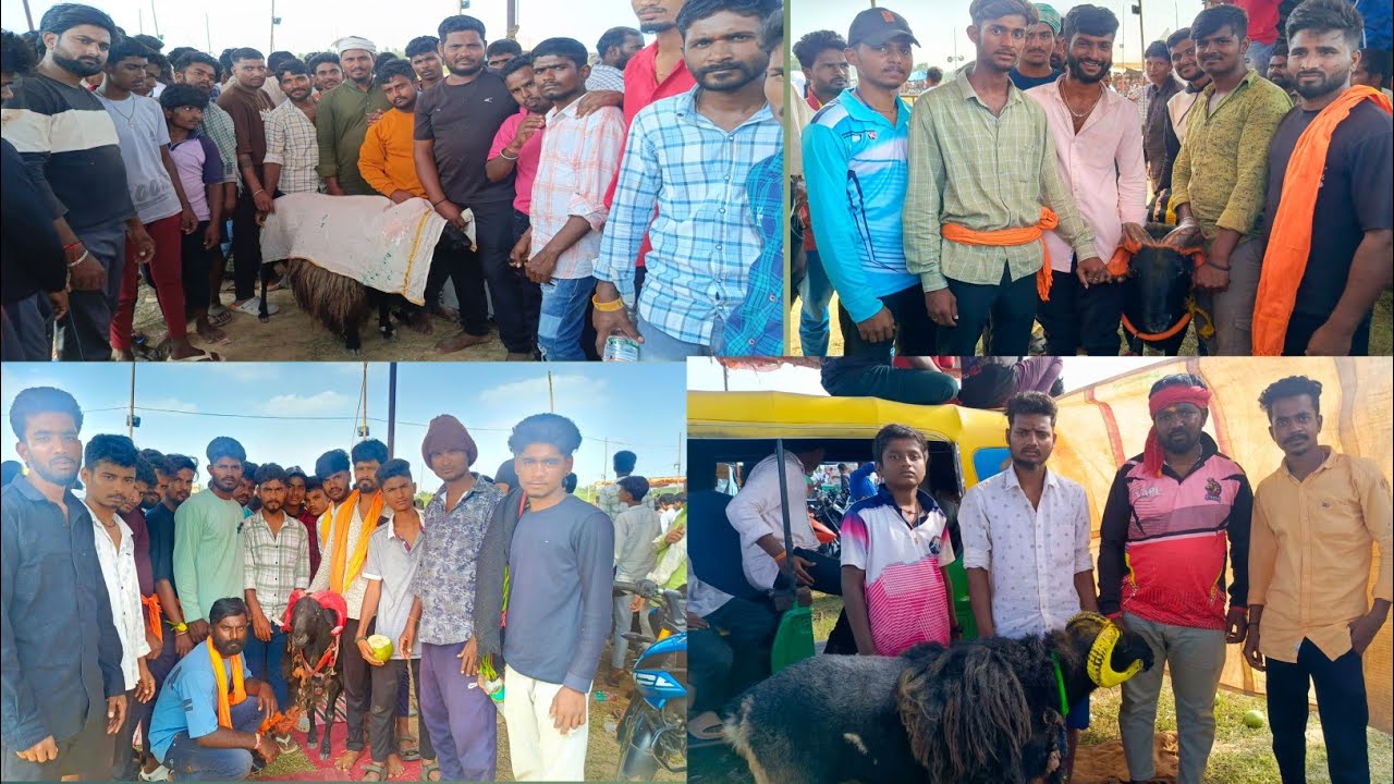 😲ಮೂಡಲಗಿ ಗಿಡ್ಡ ಮತ್ತು 7 ಕೋಟಿ ಹರಪನಹಳ್ಳಿ 2 ಲಕ್ಷದ ಕಣದಲ್ಲಿ 🙆‍♂️😳