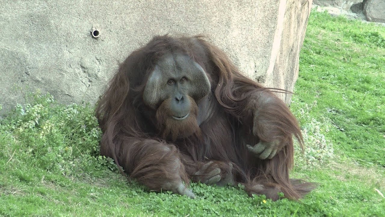 Bornean Orangutans at Virginia Zoo